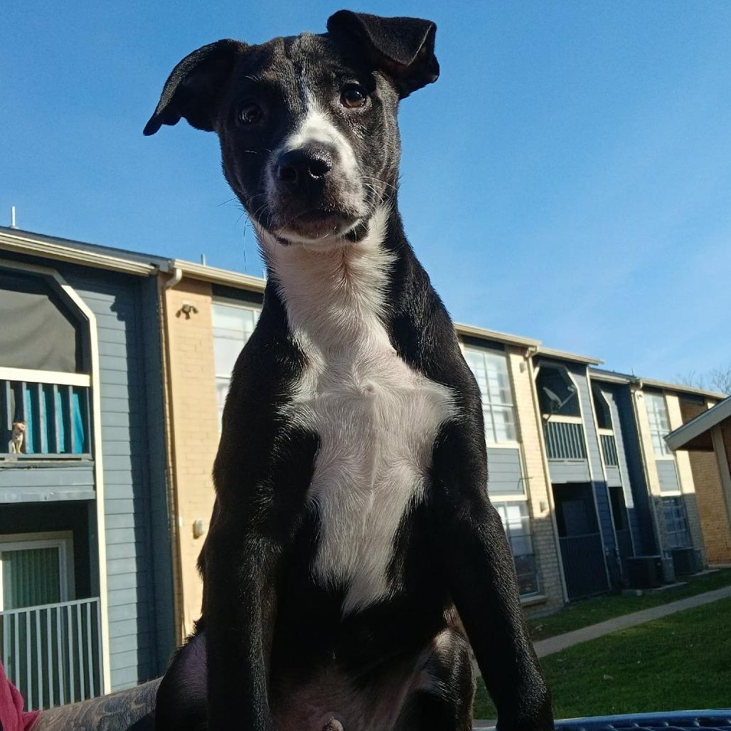 Malone, a Adoptable mixed breed in Tomball, TX image 5/6