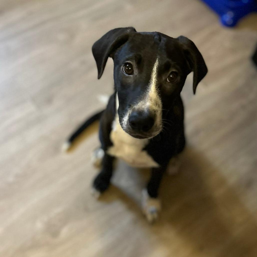 Malone, a Adoptable mixed breed in Tomball, TX image 6/6