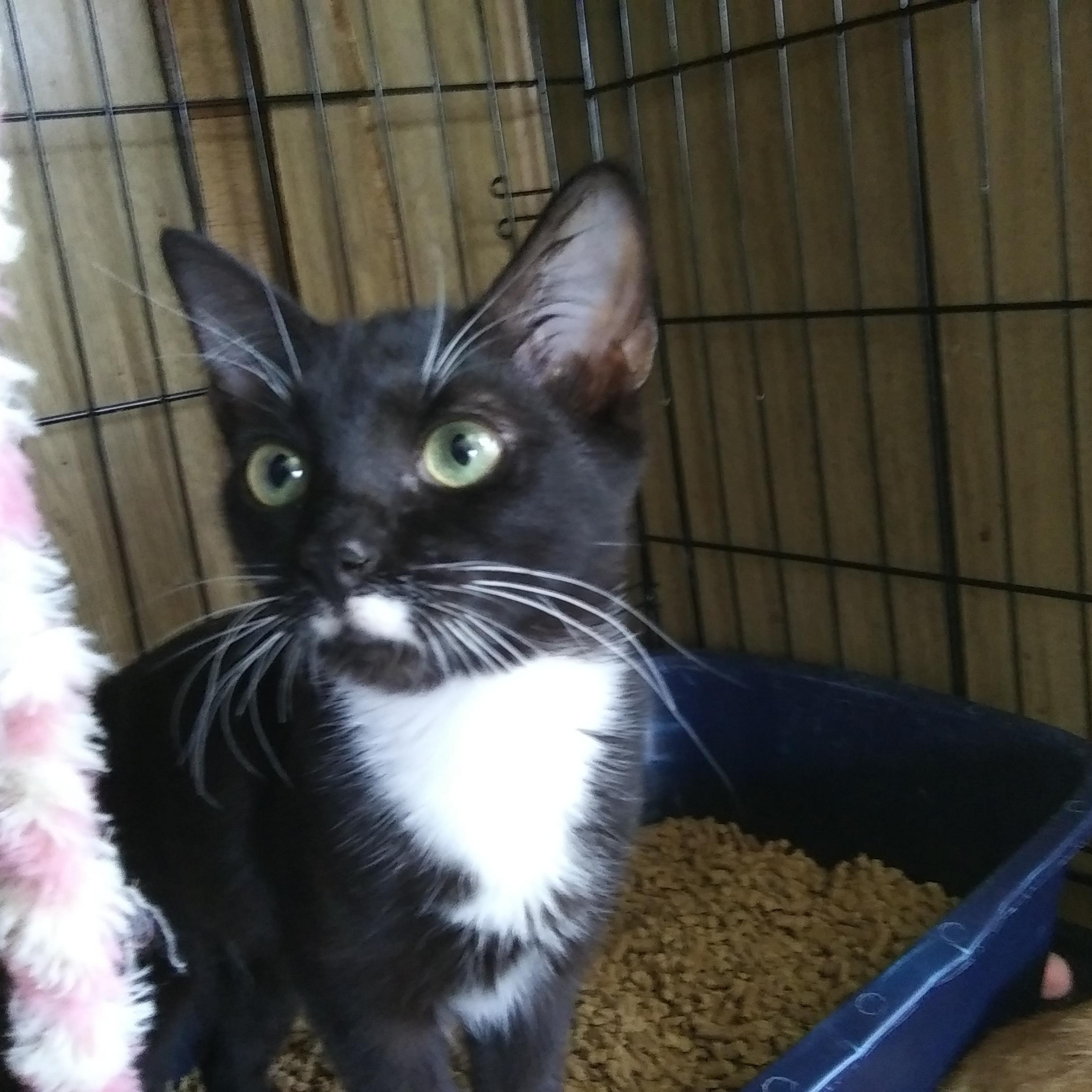 Capri, Adoptable, Young Female Domestic Short Hair.