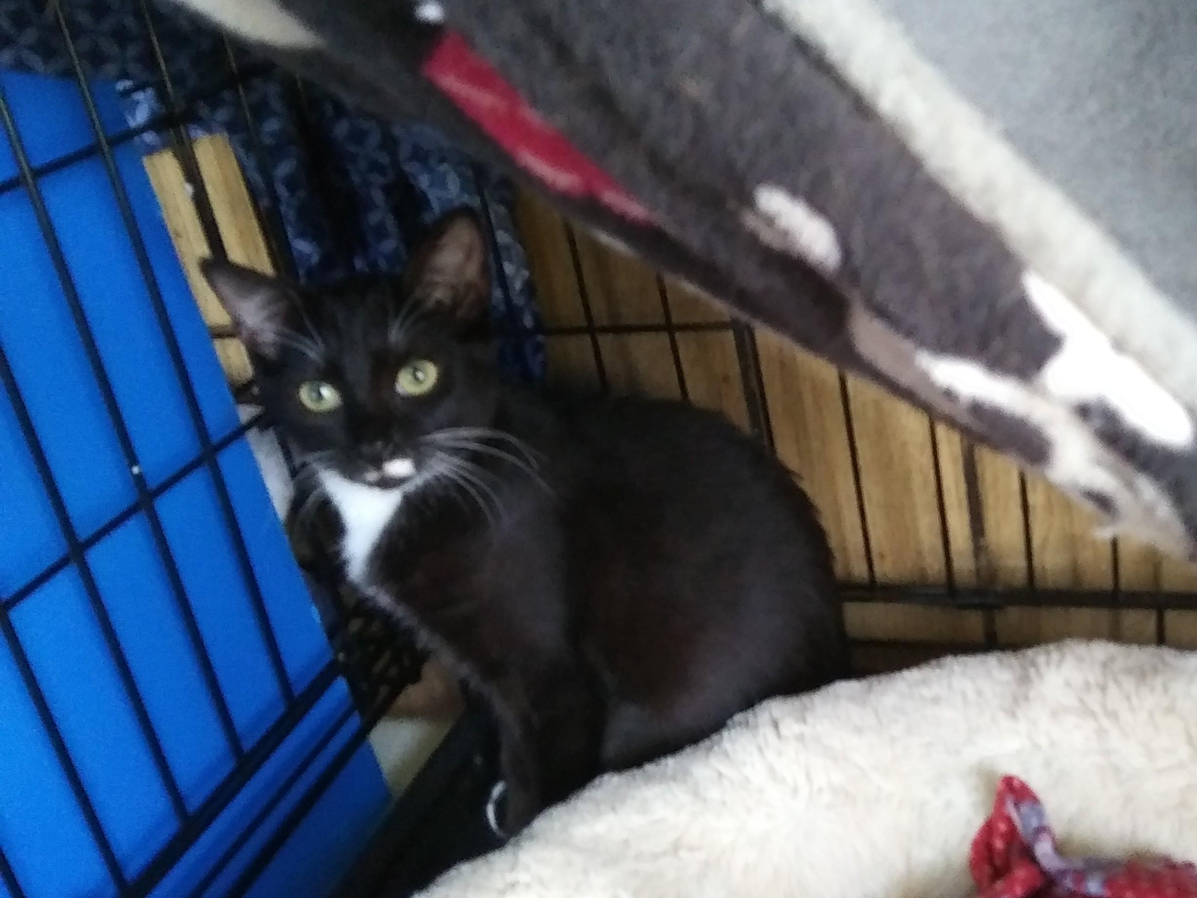 Capri, a Adoptable Domestic Short Hair in Port Wentworth, GA image 4/6