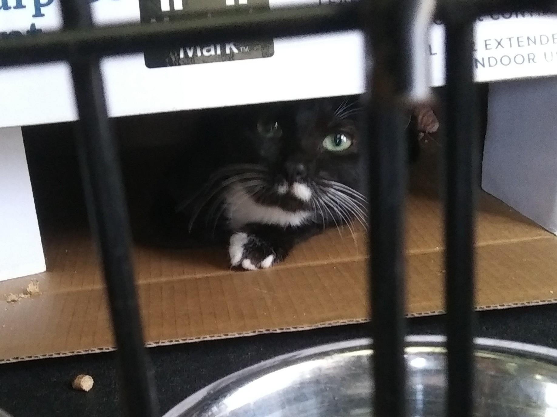 Capri, a Adoptable Domestic Short Hair in Port Wentworth, GA image 3/6