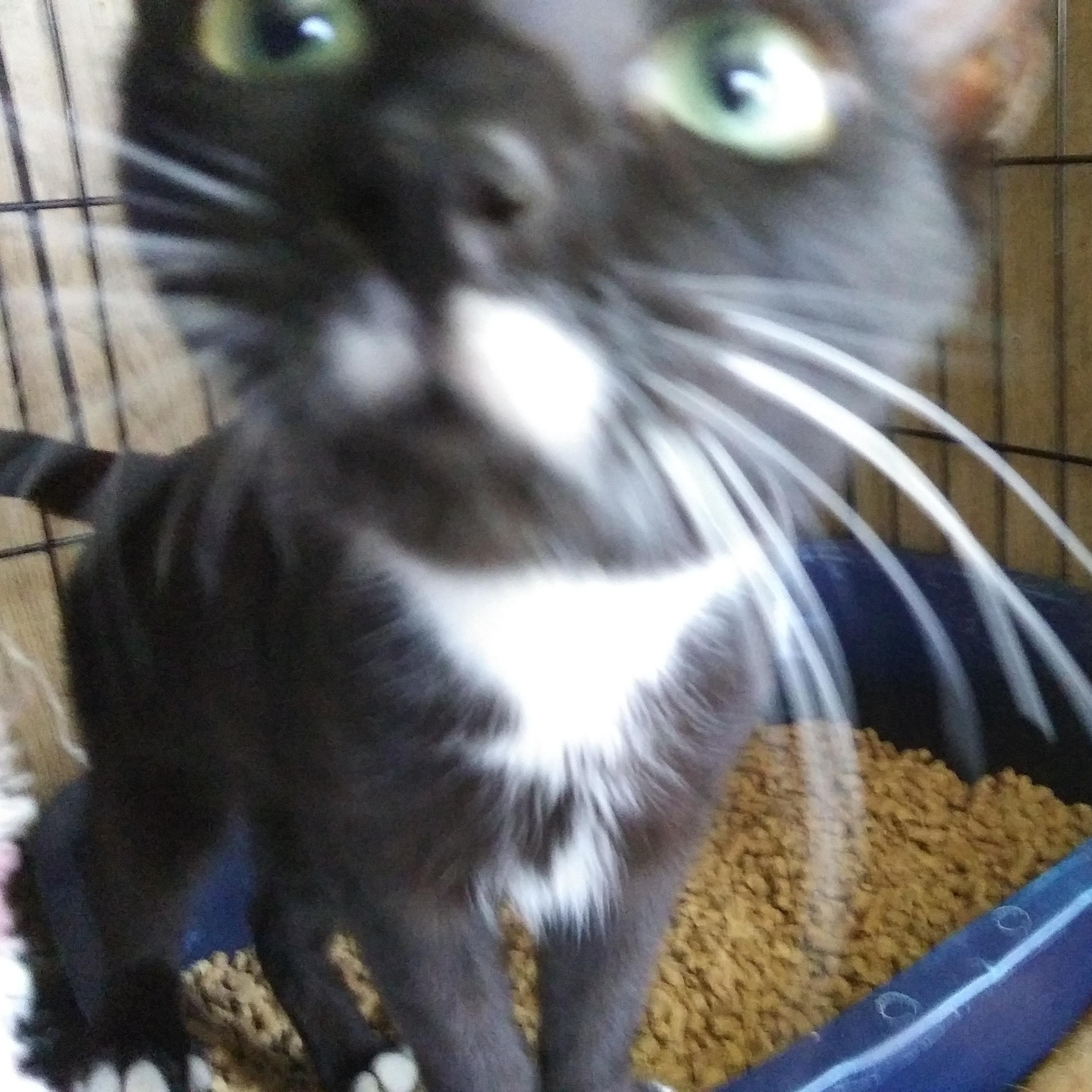 Capri, a Adoptable Domestic Short Hair in Port Wentworth, GA image 2/6