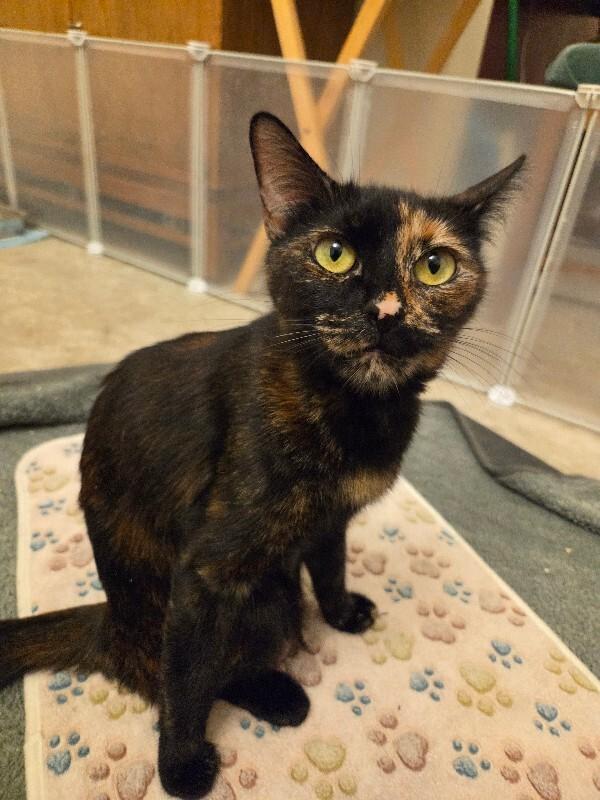 Bandit 💗, Adoptable, Young Female Tortoiseshell.