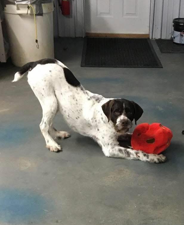 Enlarge Dylan, a ADOPTABLE Pointer in Baudette, MN image 2/2