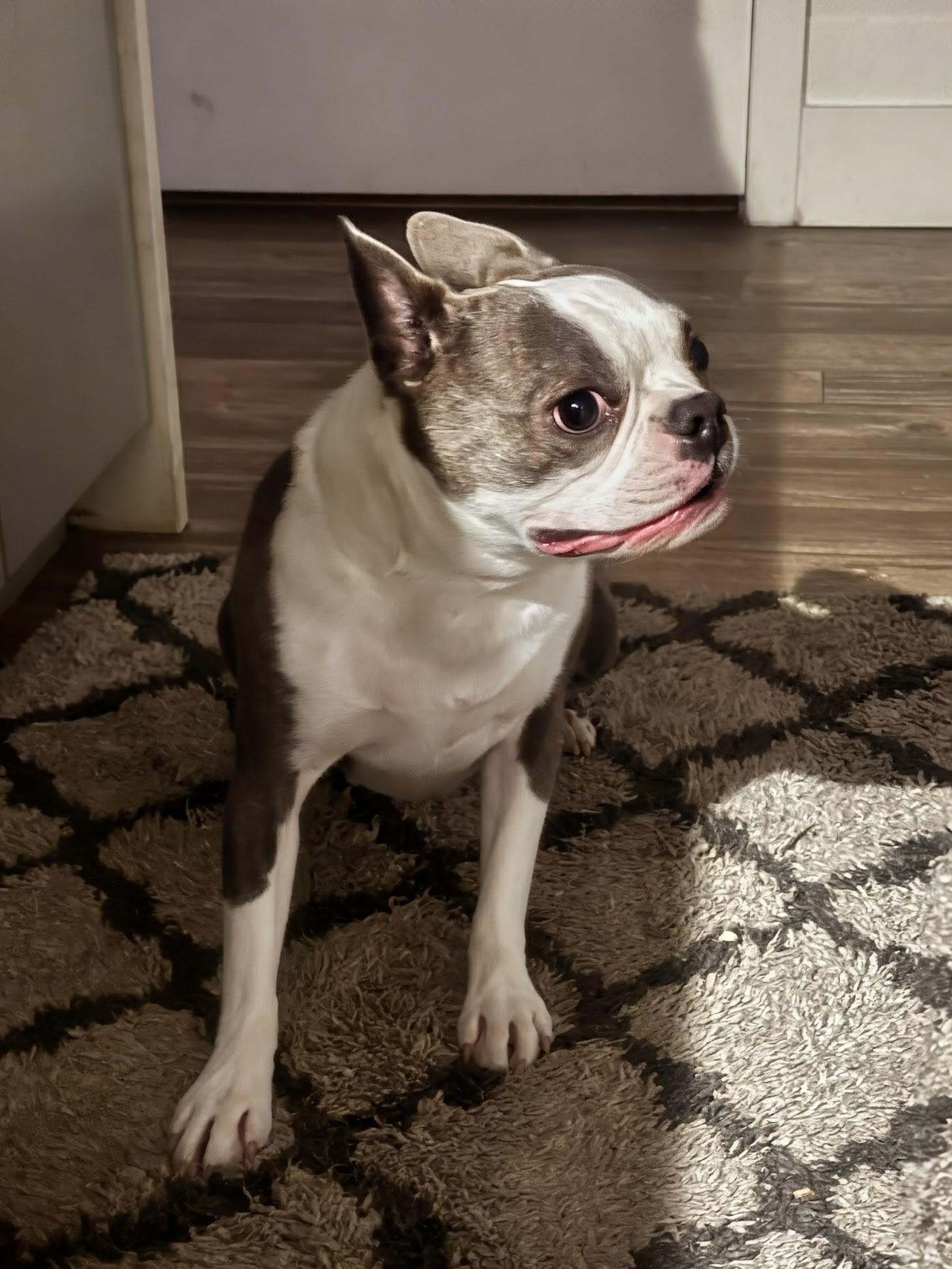 Enlarge Delia - Phoenix area, a ADOPTABLE Boston Terrier in Mayer, AZ image 1/1