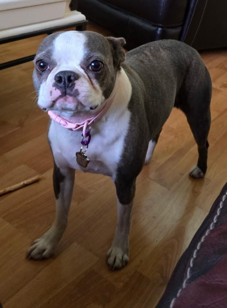 Delia - Phoenix area, an adopted Boston Terrier in Mayer, AZ image 3/5