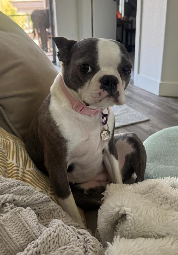 Delia - Phoenix area, an adopted Boston Terrier in Mayer, AZ image 4/5