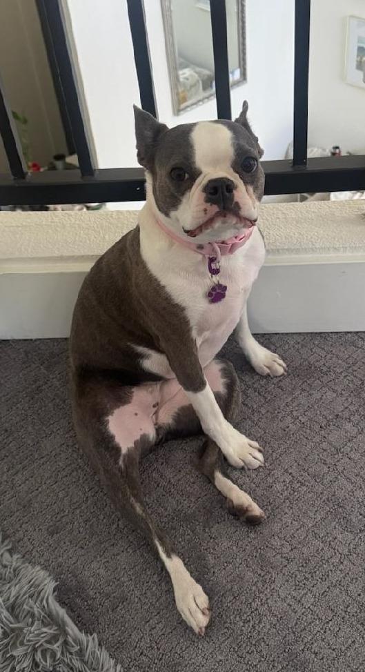Delia - Phoenix area, an adopted Boston Terrier in Mayer, AZ image 5/5