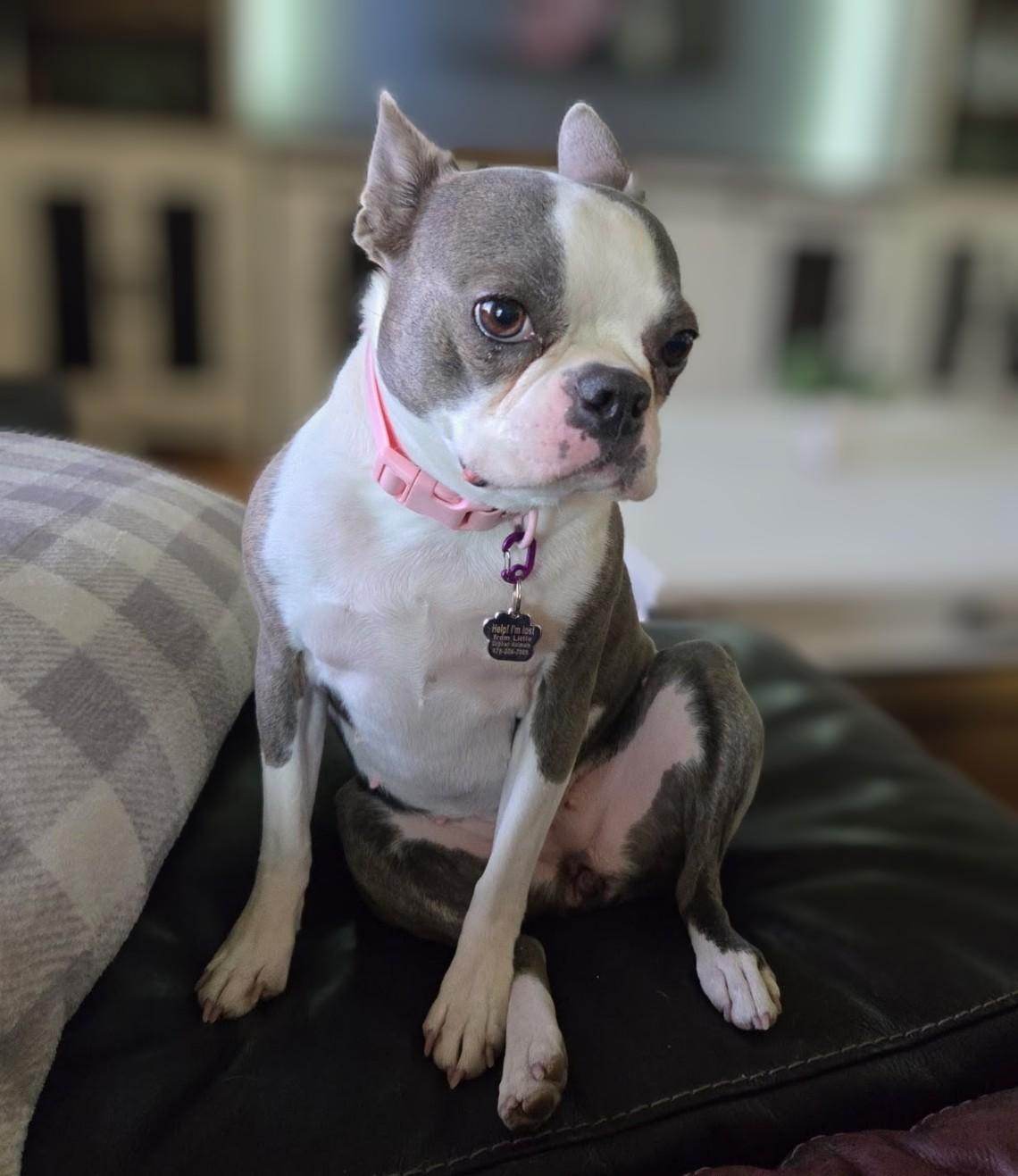 Delia - Phoenix area, an adopted Boston Terrier in Mayer, AZ image 1/5