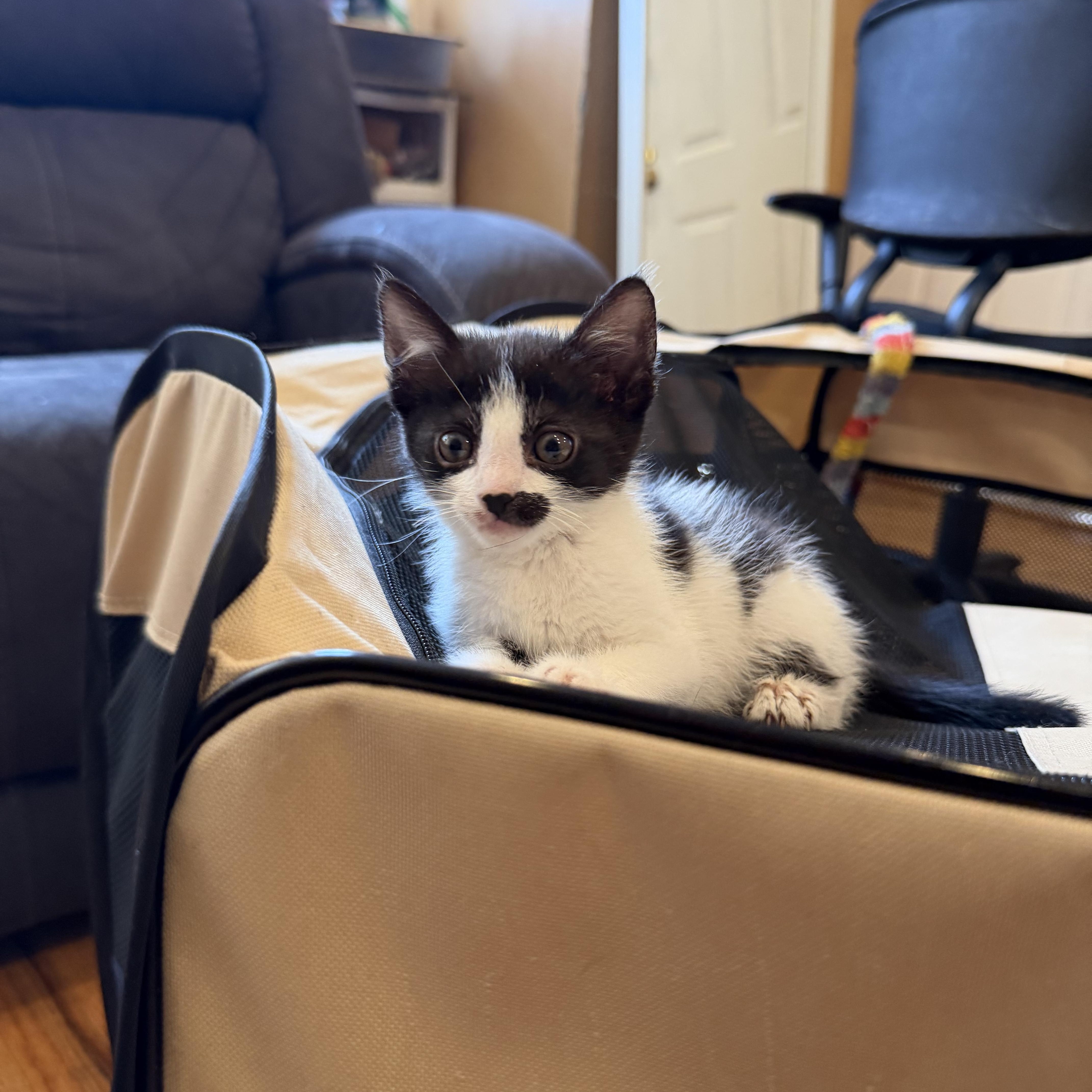 Enlarge Glider , a ADOPTABLE Domestic Short Hair in Brooklyn, NY image 2/3