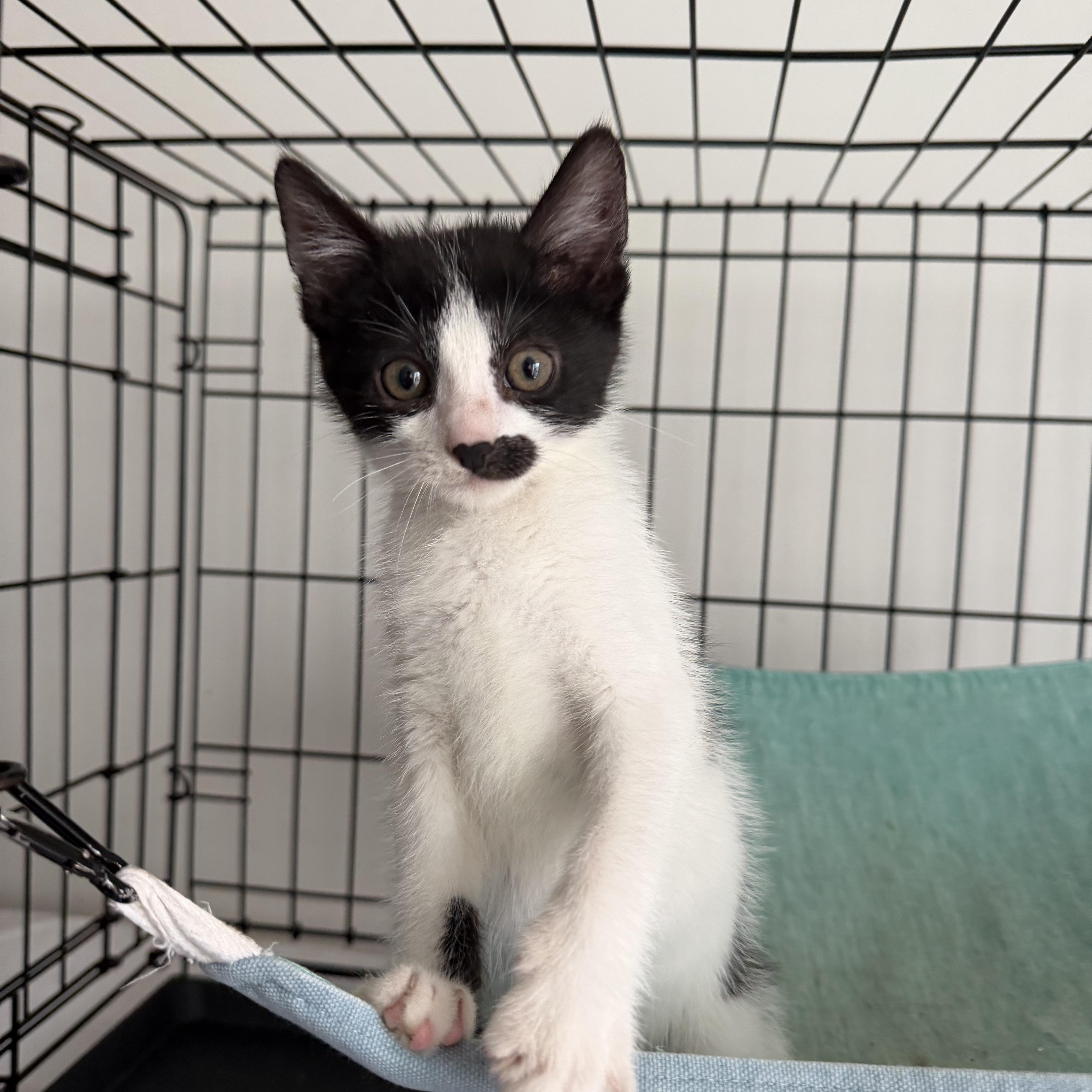 Enlarge Glider , a ADOPTABLE Domestic Short Hair in Brooklyn, NY image 3/3