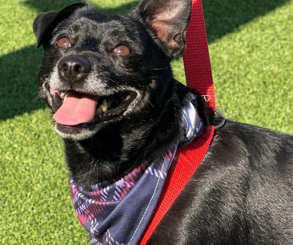 Mack's here: Life of the Paw-ty!