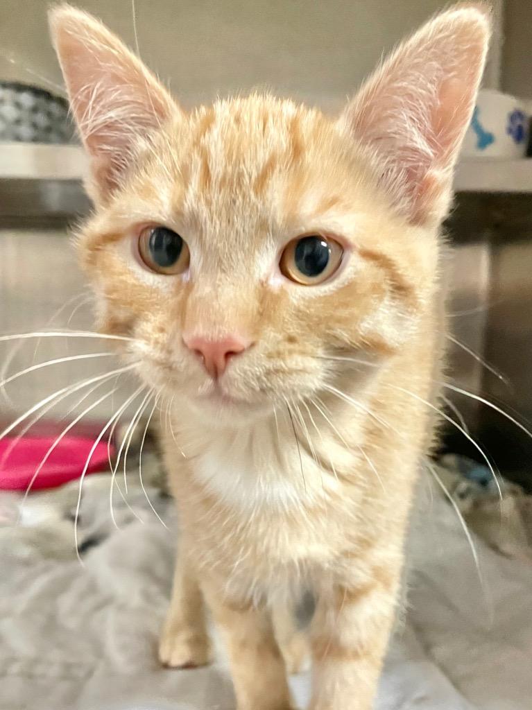 Clawdeen, Adoptable, Kitten Female Domestic Short Hair.