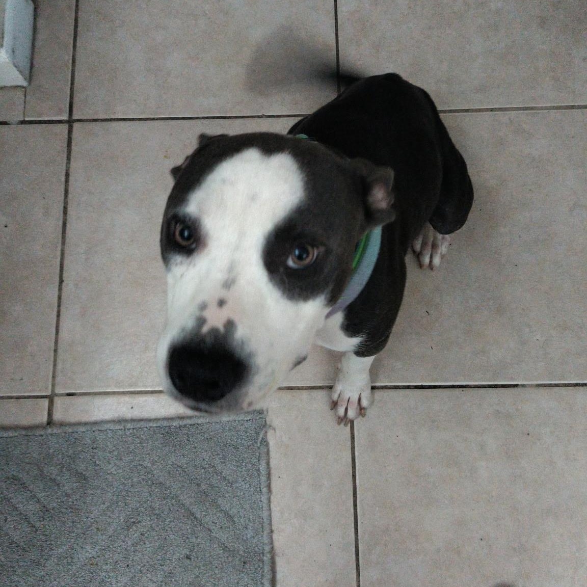 Enlarge Hera, a Adoptable Pit Bull Terrier in Port Saint Lucie, FL image 6/6