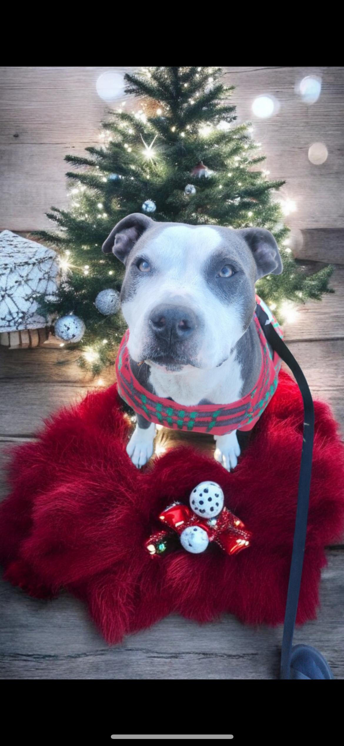 Enlarge Hera, a Adoptable Pit Bull Terrier in Port Saint Lucie, FL image 2/6