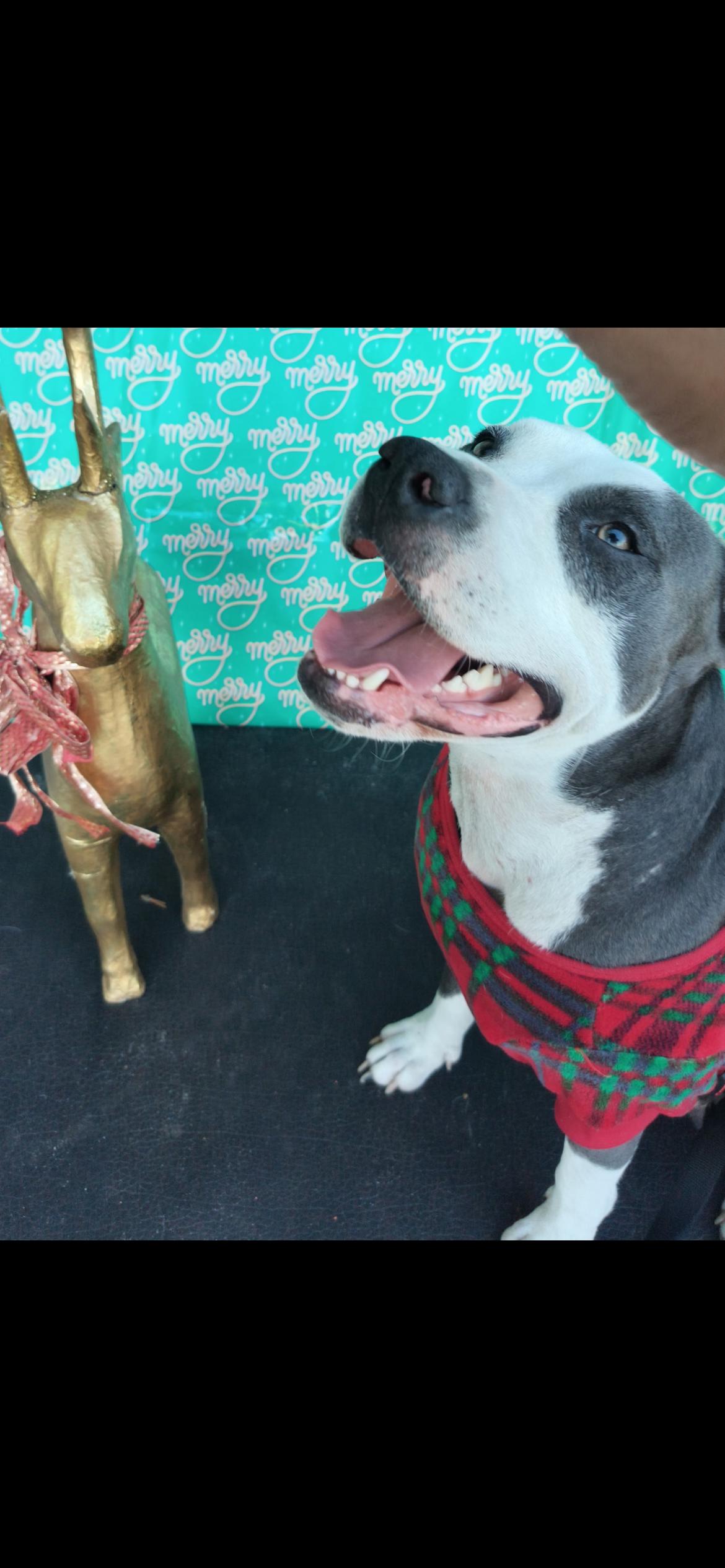 Enlarge Hera, a Adoptable Pit Bull Terrier in Port Saint Lucie, FL image 3/6