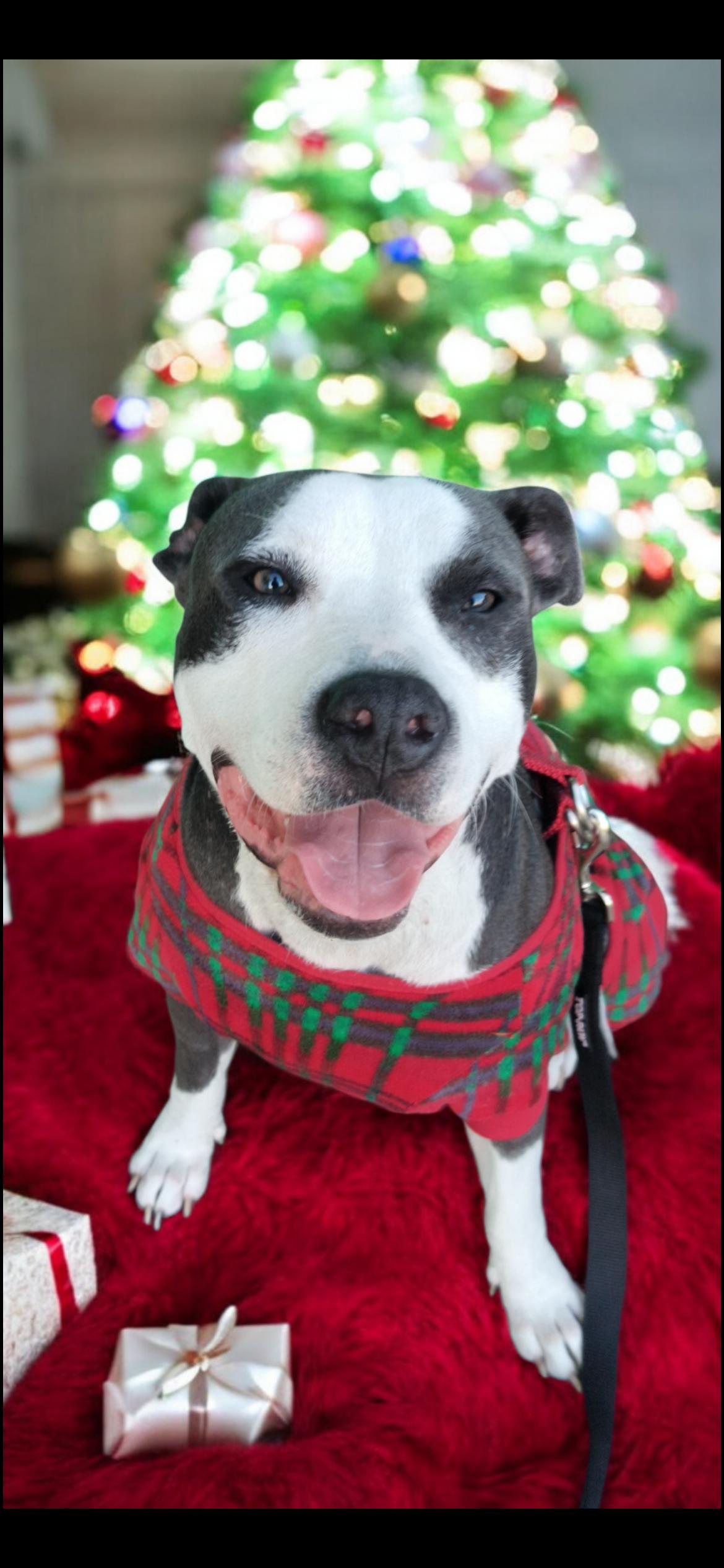 Hera, Adoptable, Adult Female Pit Bull Terrier.