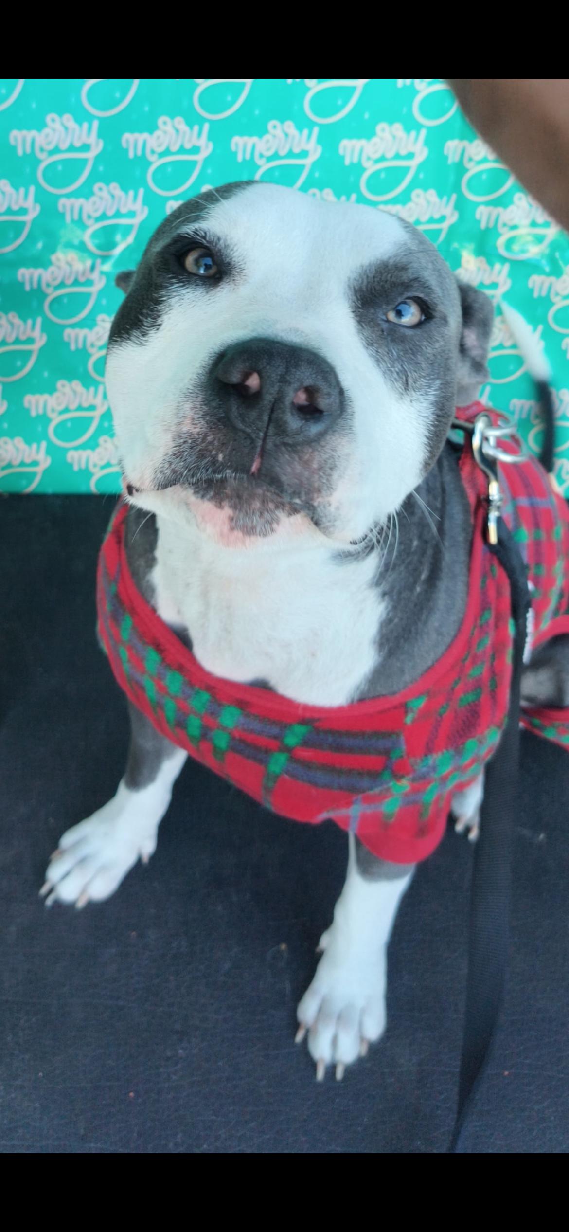 Enlarge Hera, a Adoptable Pit Bull Terrier in Port Saint Lucie, FL image 4/6