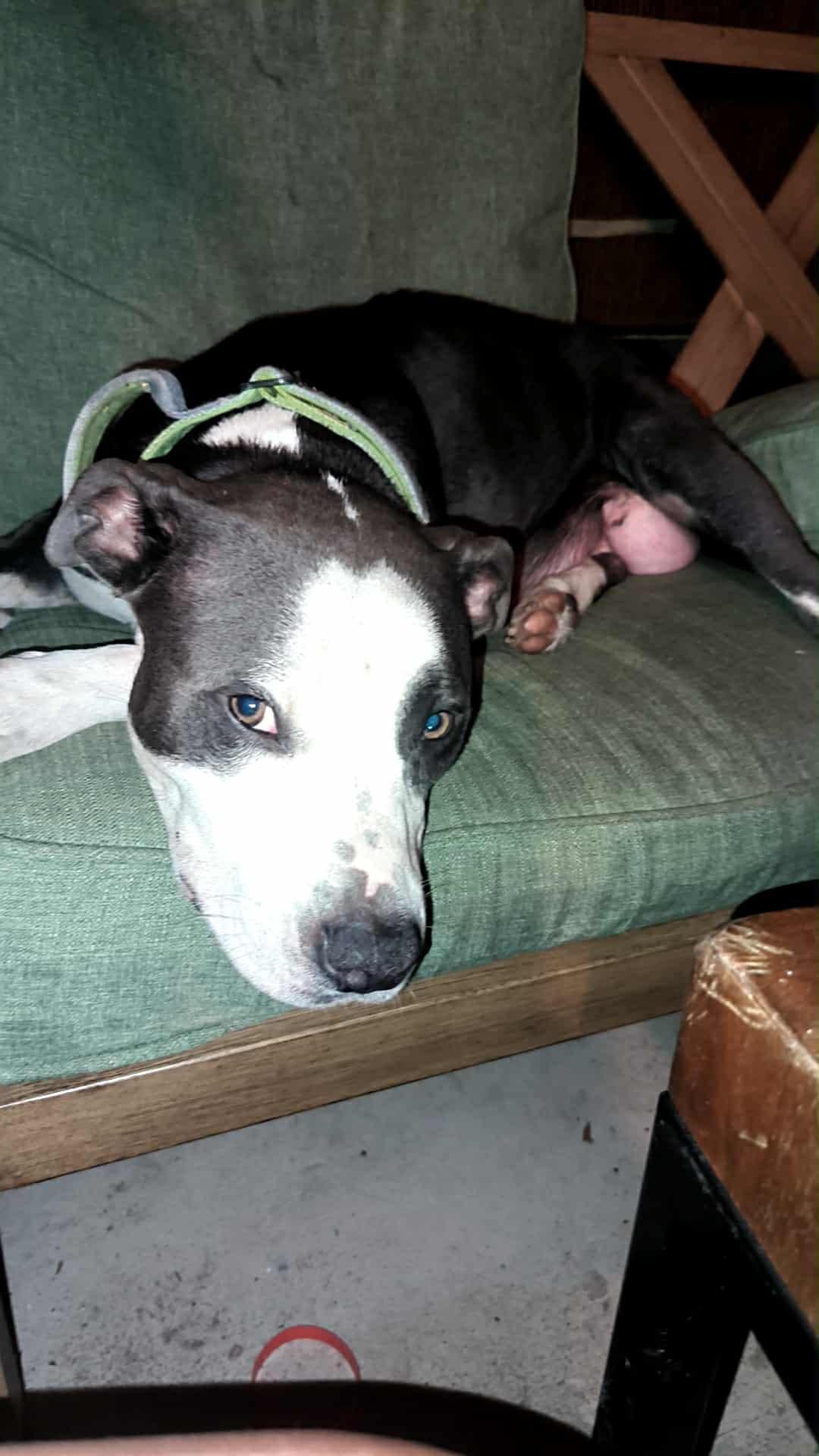 Enlarge Hera, a Adoptable Pit Bull Terrier in Port Saint Lucie, FL image 5/6