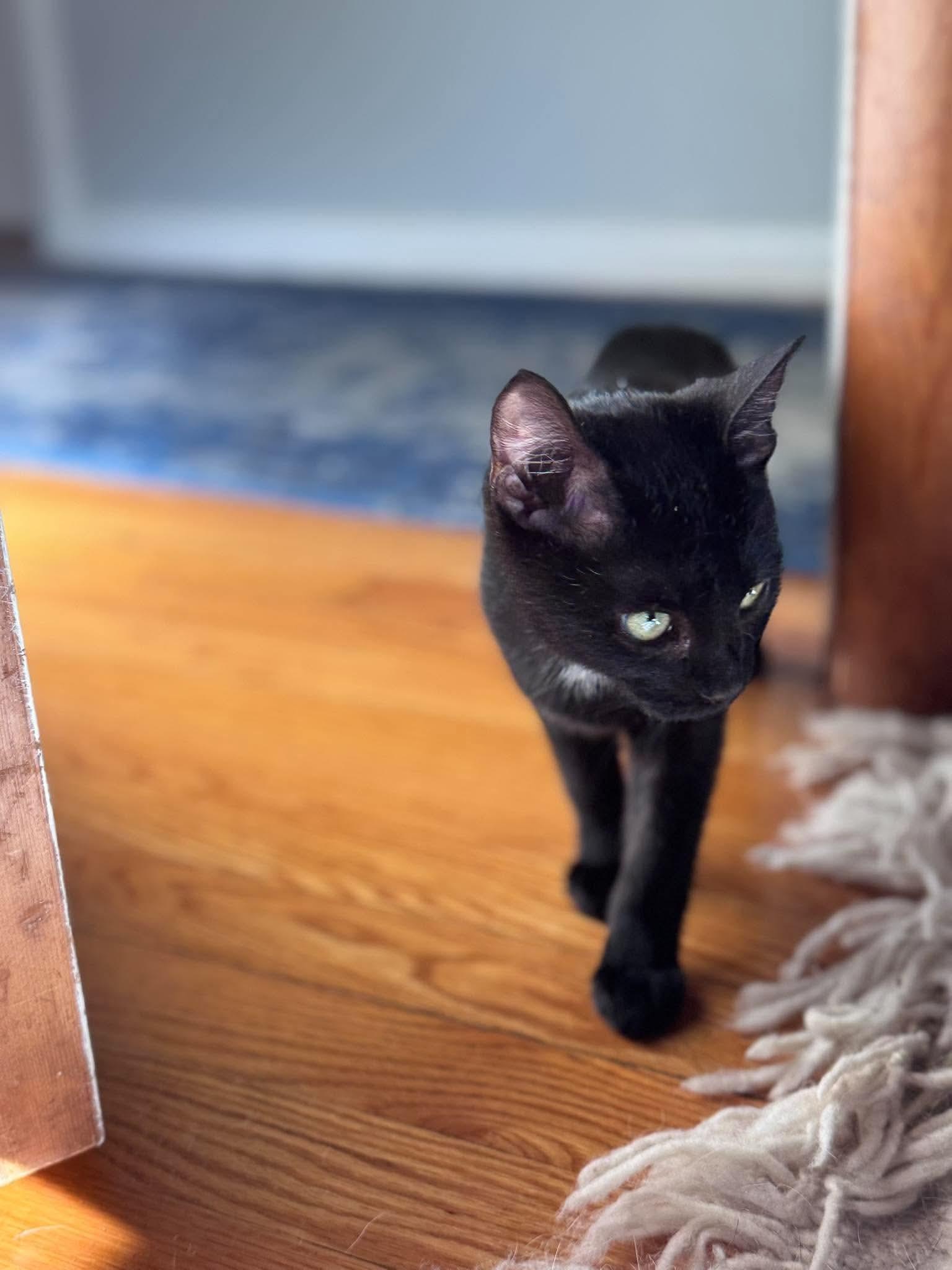 Enlarge Grimm, a Adoptable Domestic Short Hair in HOLDEN, MA image 3/5