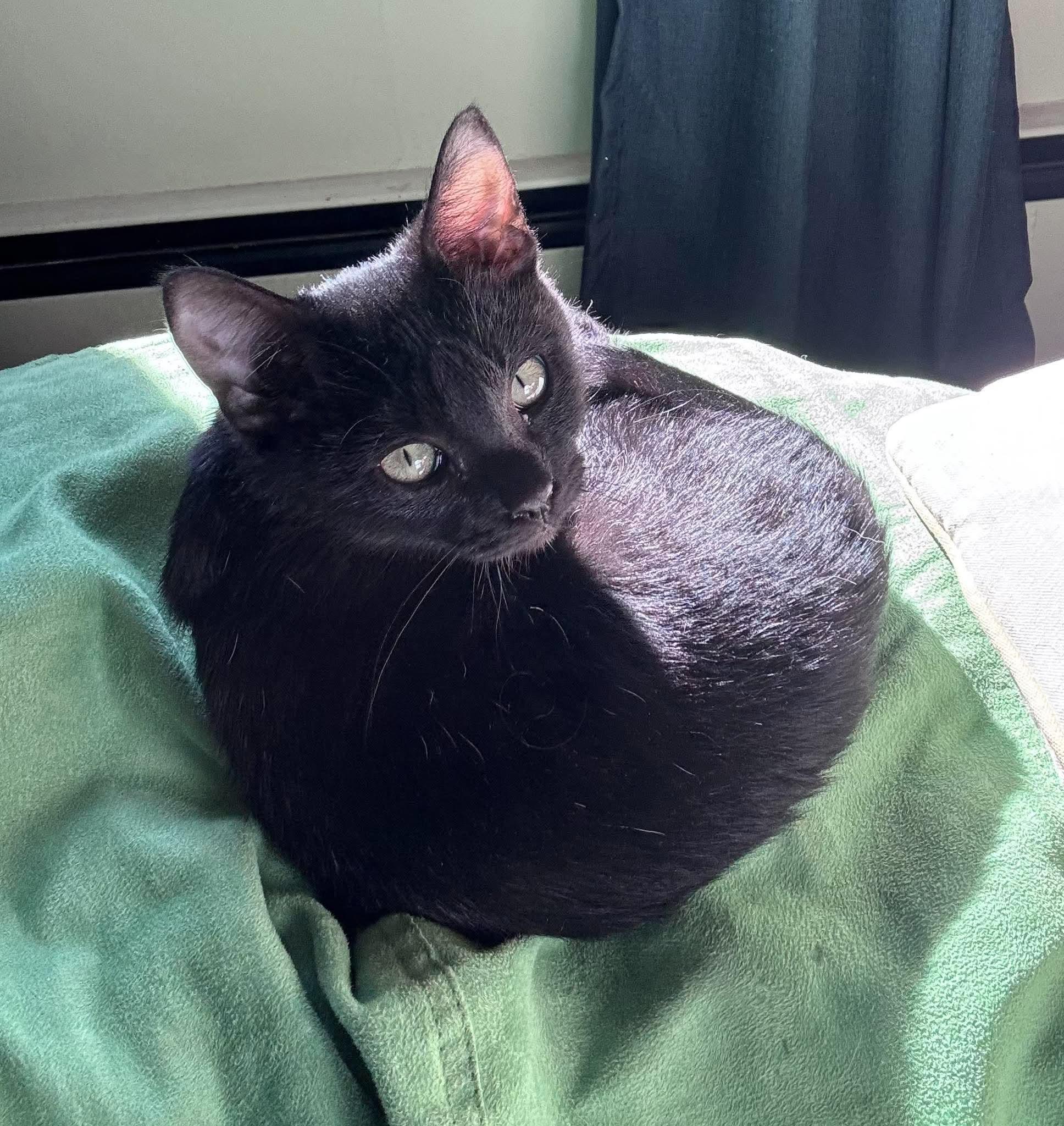 Enlarge Grimm, a Adoptable Domestic Short Hair in HOLDEN, MA image 5/5