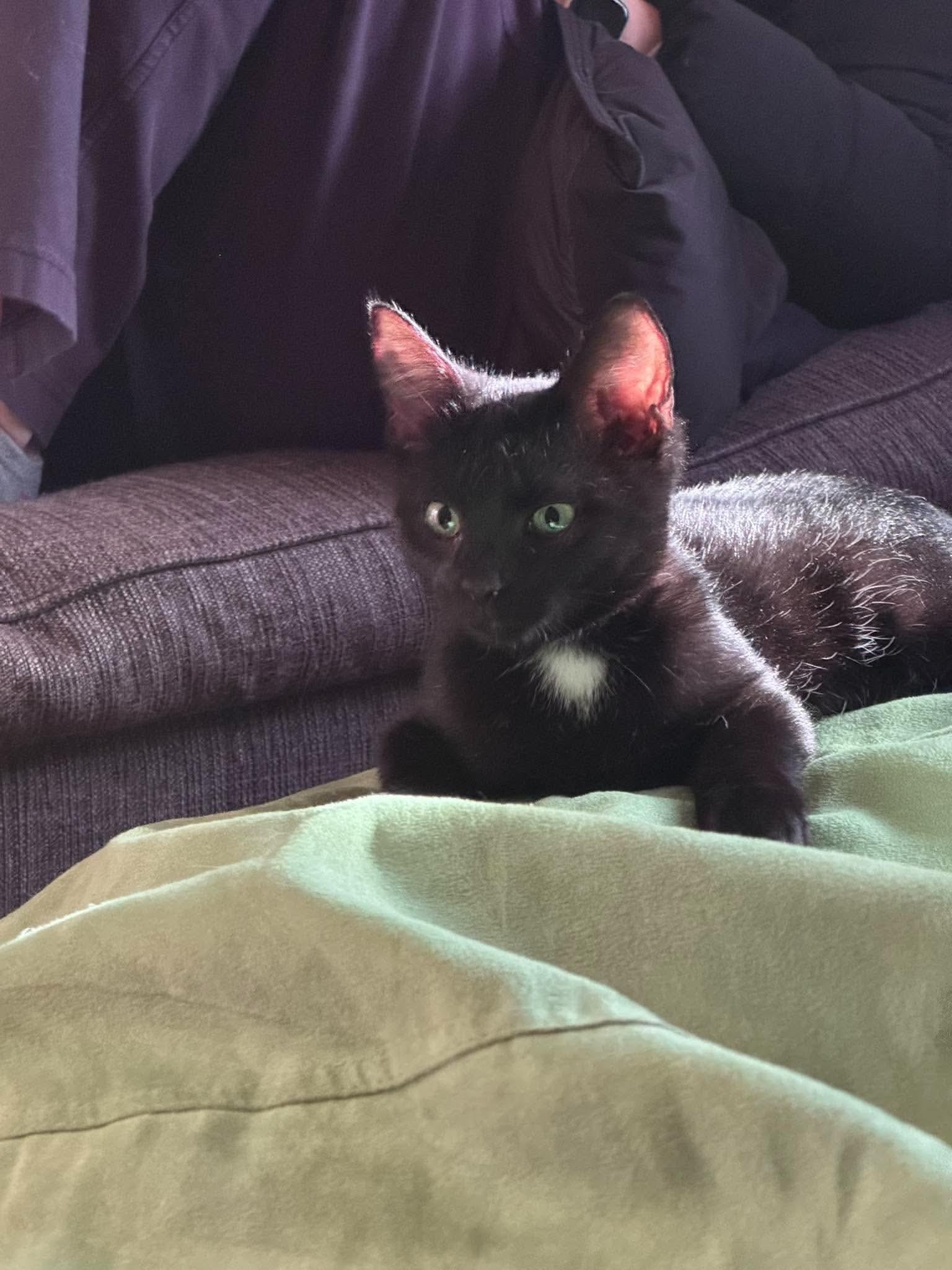 Enlarge Grimm, a Adoptable Domestic Short Hair in HOLDEN, MA image 2/5