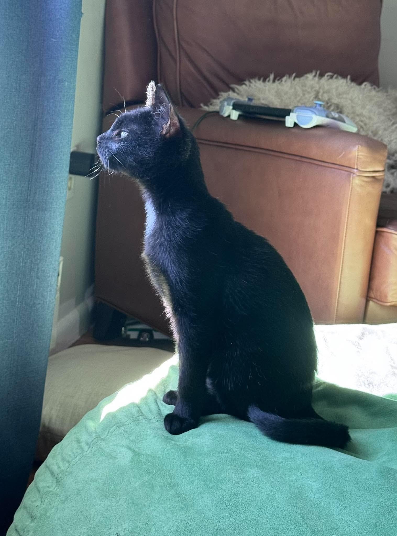 Enlarge Grimm, a Adoptable Domestic Short Hair in HOLDEN, MA image 4/5