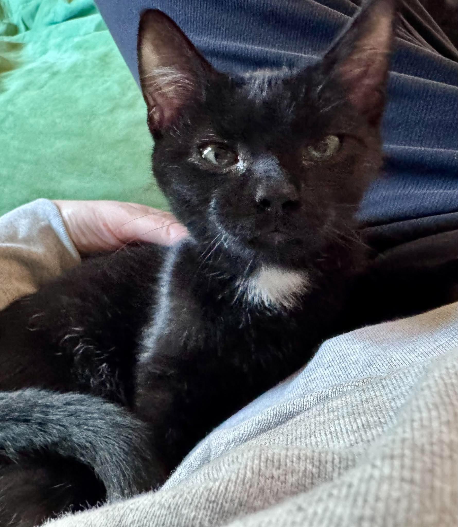 Grimm, Adoptable, Kitten Male Domestic Short Hair.