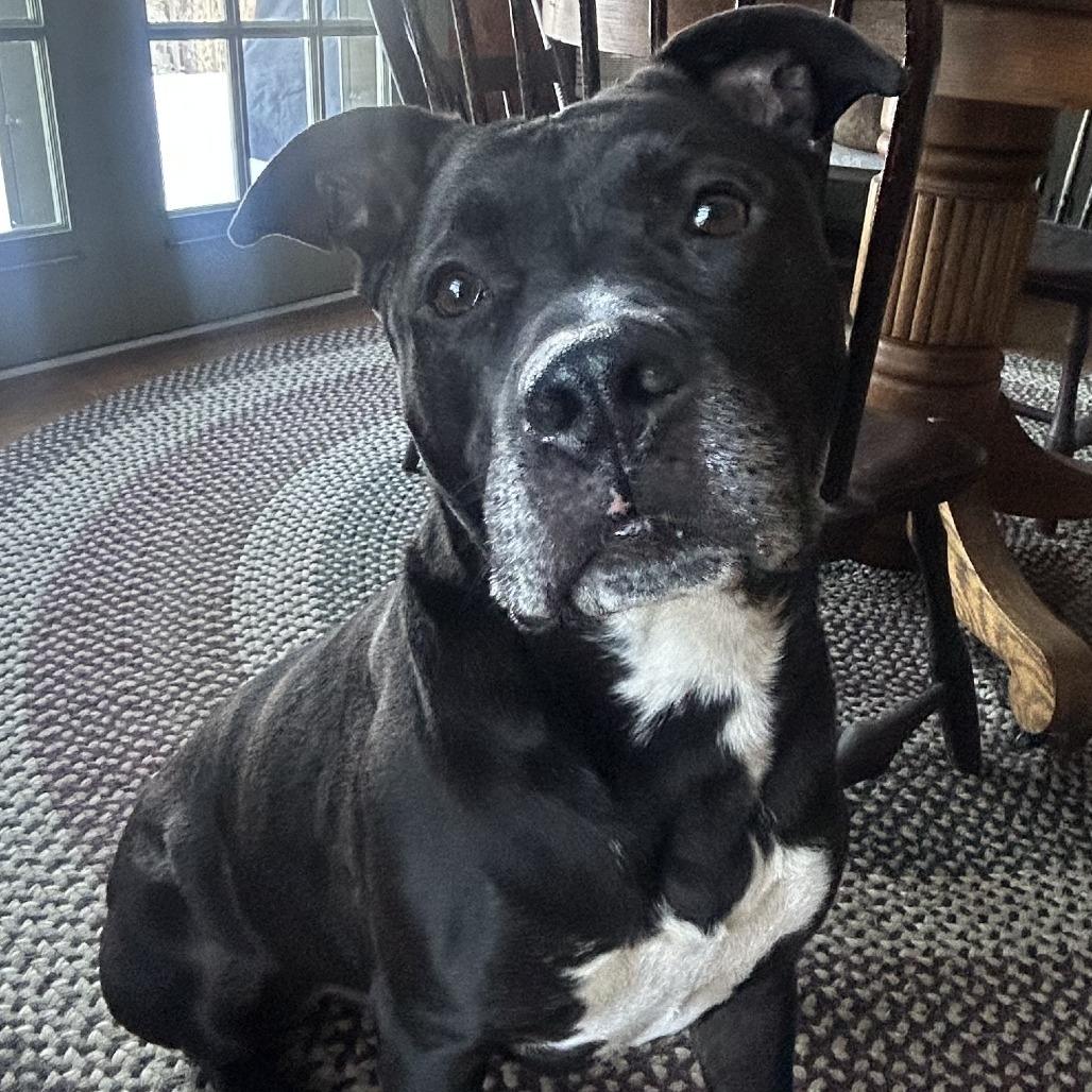 Enlarge Huncho, a Adoptable Pit Bull Terrier in York, PA image 1/6