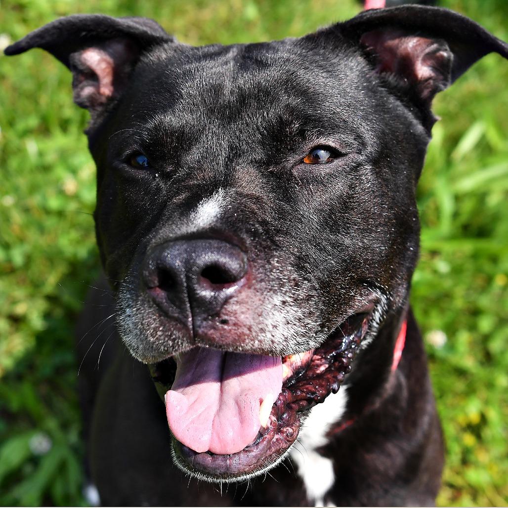 Enlarge Huncho, a Adoptable Pit Bull Terrier in York, PA image 3/6
