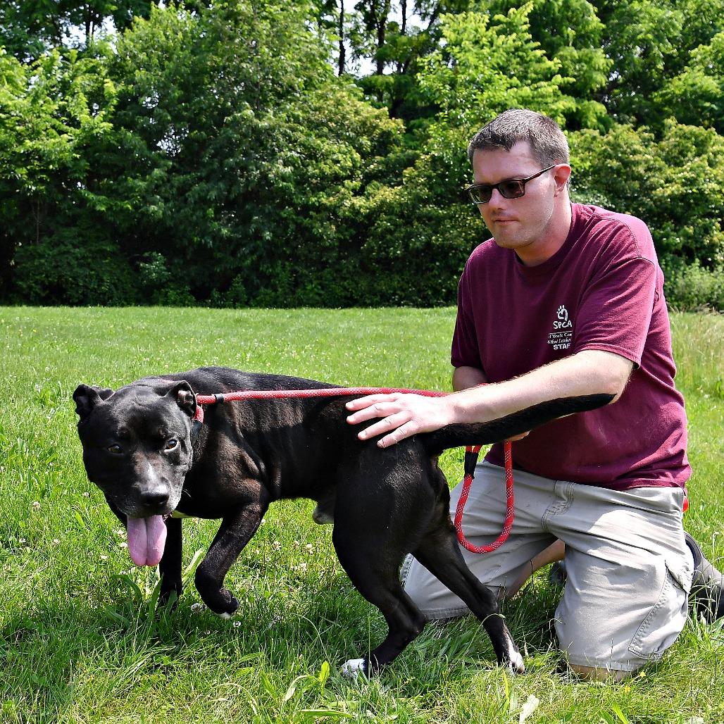 Enlarge Huncho, a Adoptable Pit Bull Terrier in York, PA image 6/6