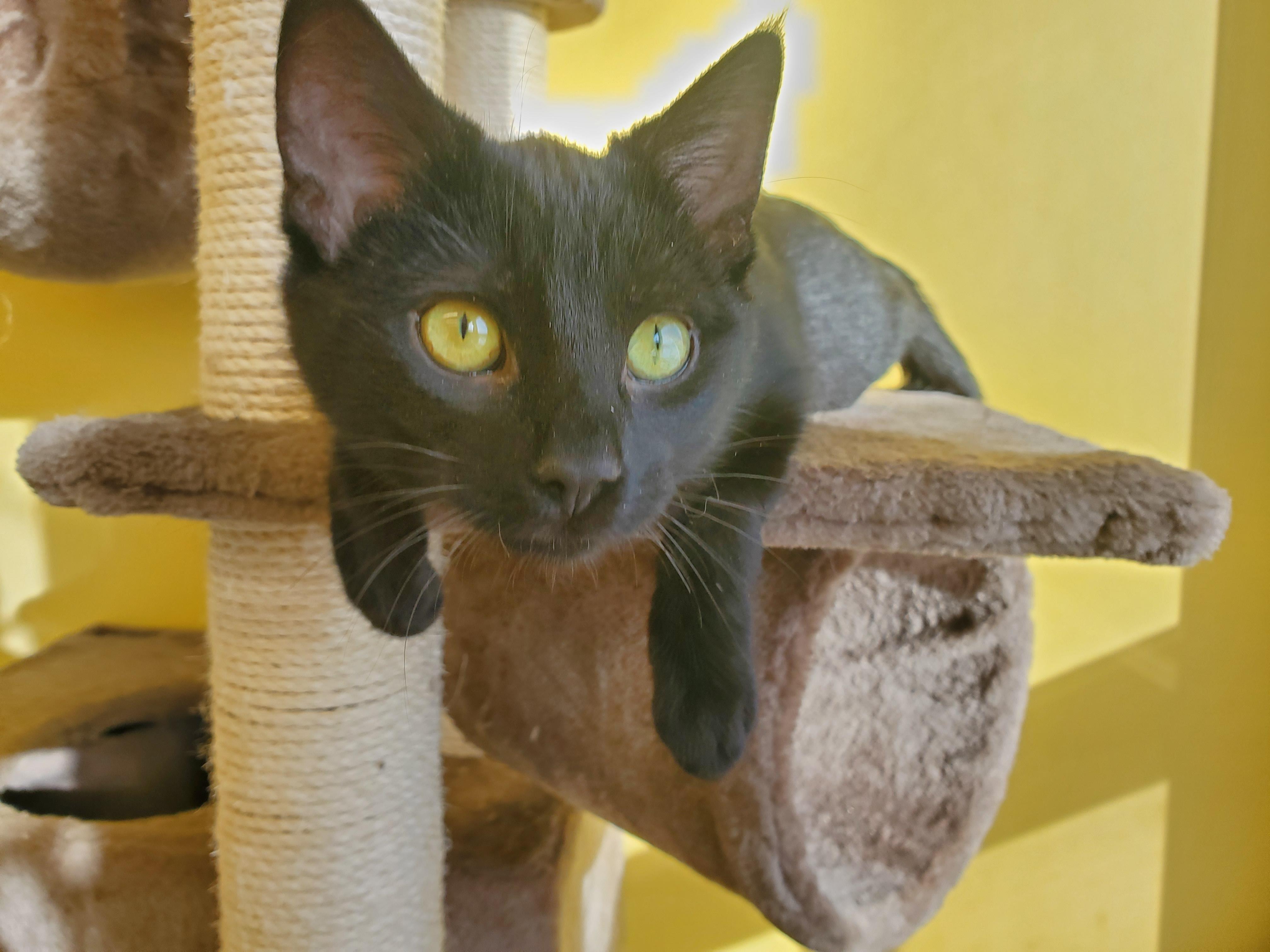 Sparkle, an adoptable Domestic Short Hair in Drumheller, AB, T0J 0Y0 | Photo Image 3