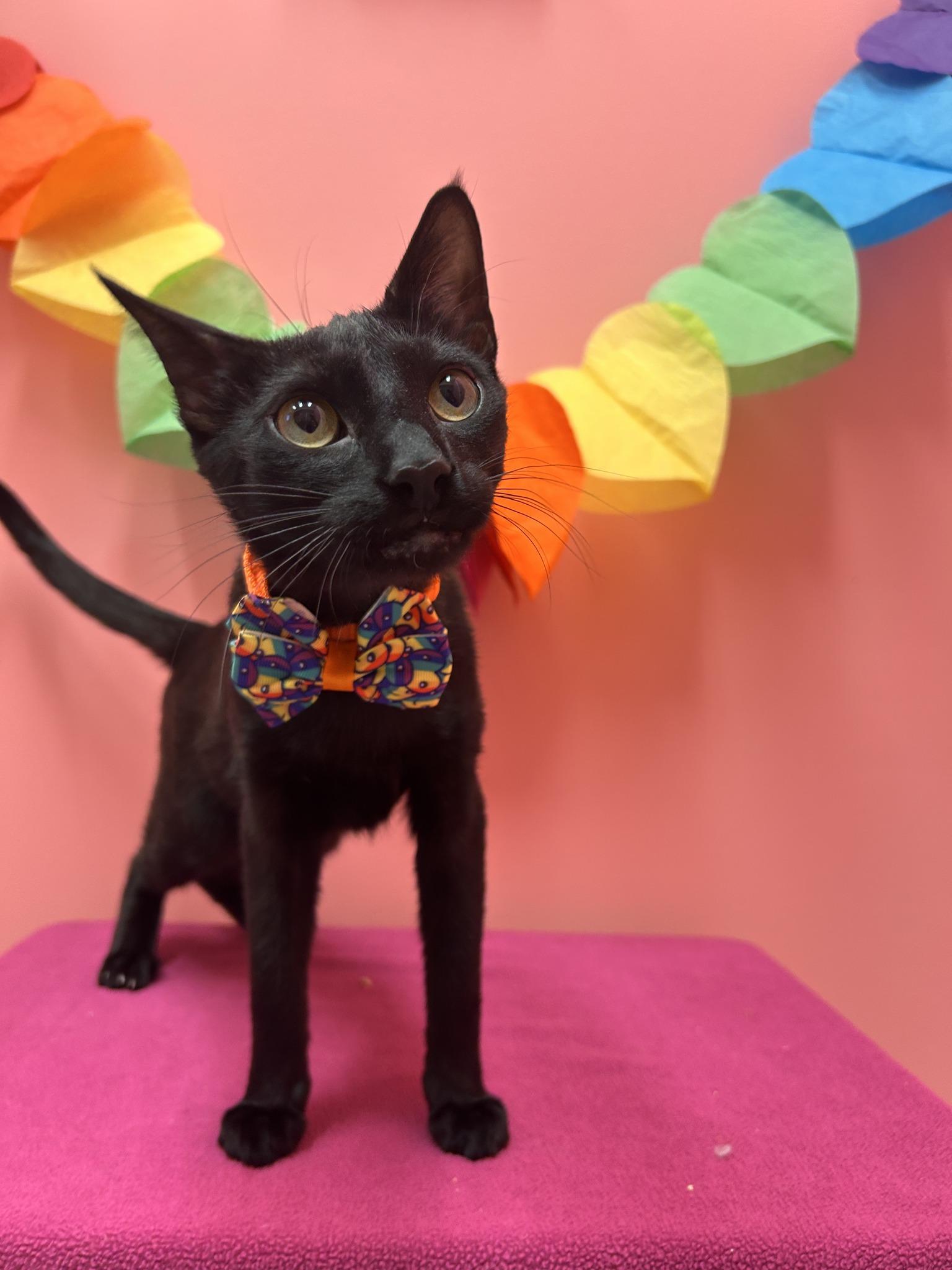 Sparkle, an adoptable Domestic Short Hair in Drumheller, AB, T0J 0Y0 | Photo Image 1