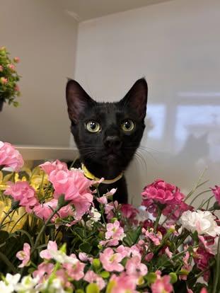 Sparkle, an adoptable Domestic Short Hair in Drumheller, AB, T0J 0Y0 | Photo Image 2