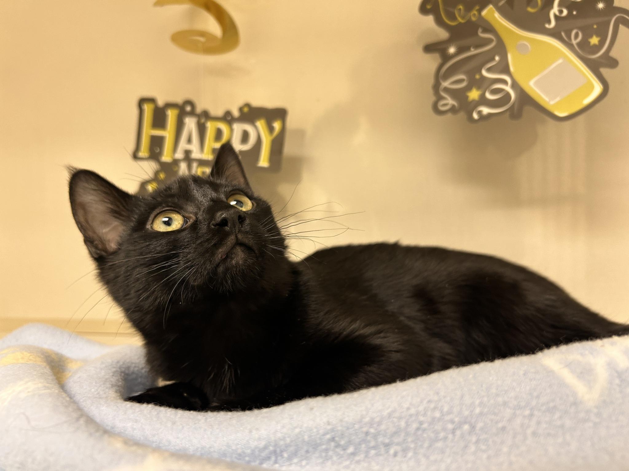Sparkle, an adoptable Domestic Short Hair in Drumheller, AB, T0J 0Y0 | Photo Image 4