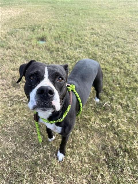 TWIX, Adoptable, Young Female Pit Bull Terrier & Mixed Breed.
