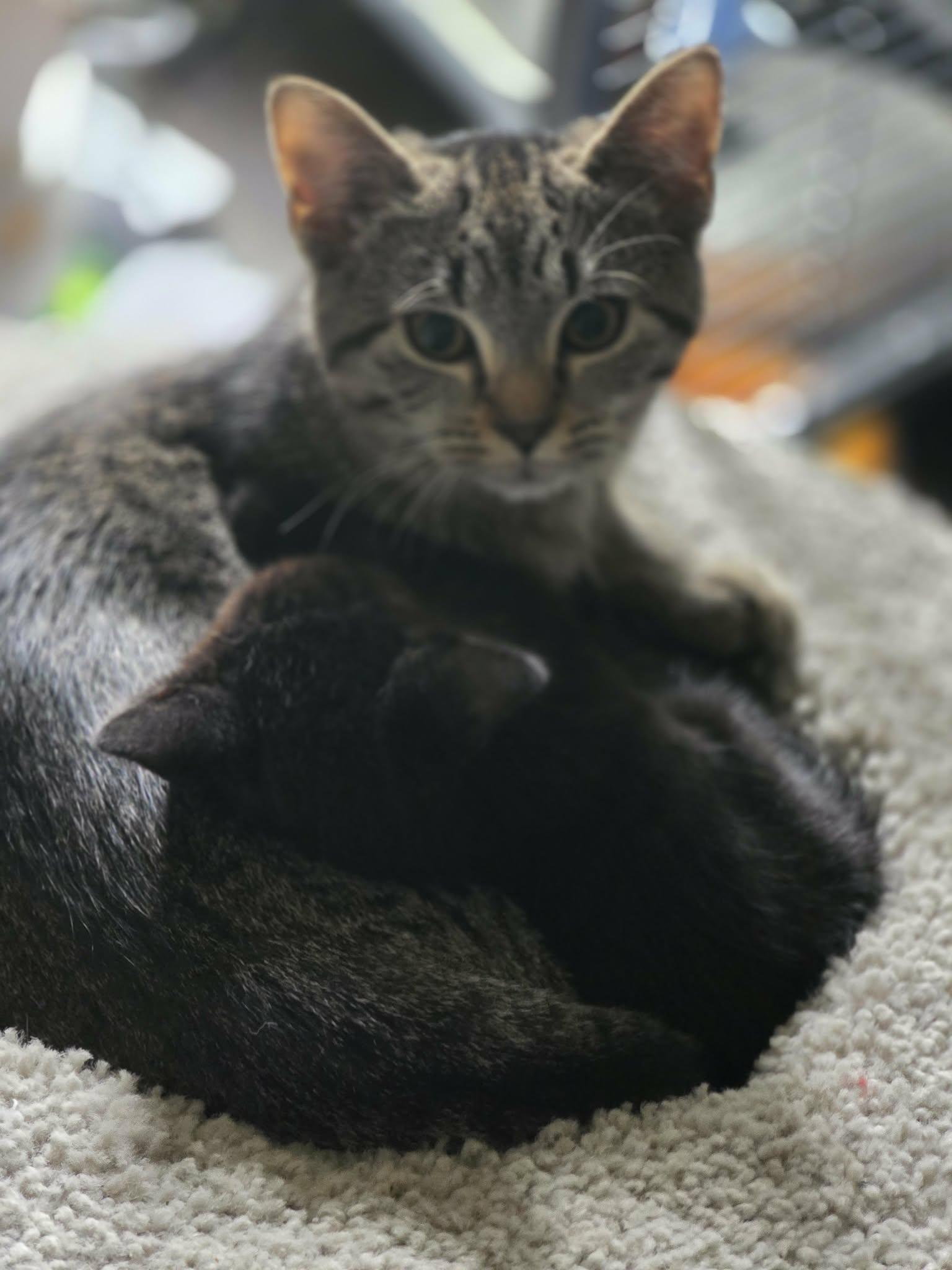 Enlarge Ziva David, a ADOPTABLE Domestic Short Hair in Battle Creek, MI image 2/3