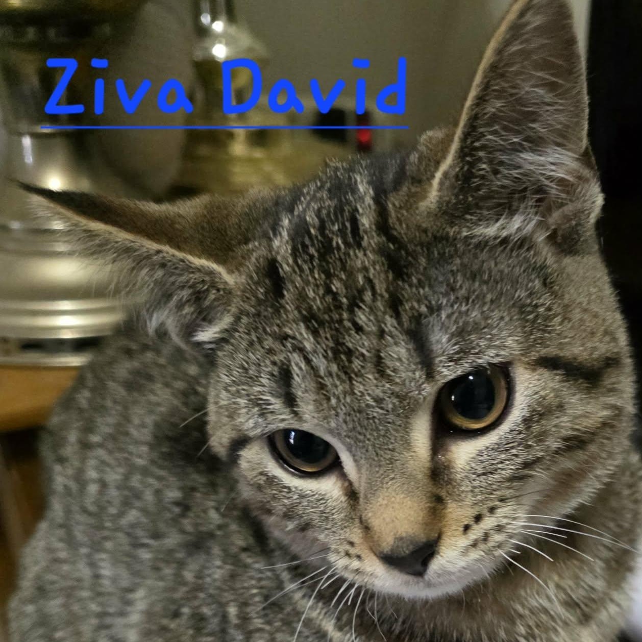 Ziva David, ADOPTABLE, Kitten Female Domestic Short Hair.