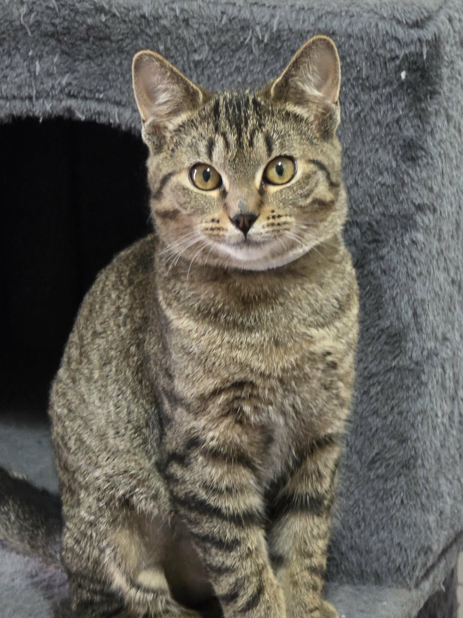 Enlarge Ziva David, a ADOPTABLE Domestic Short Hair in Battle Creek, MI image 1/3
