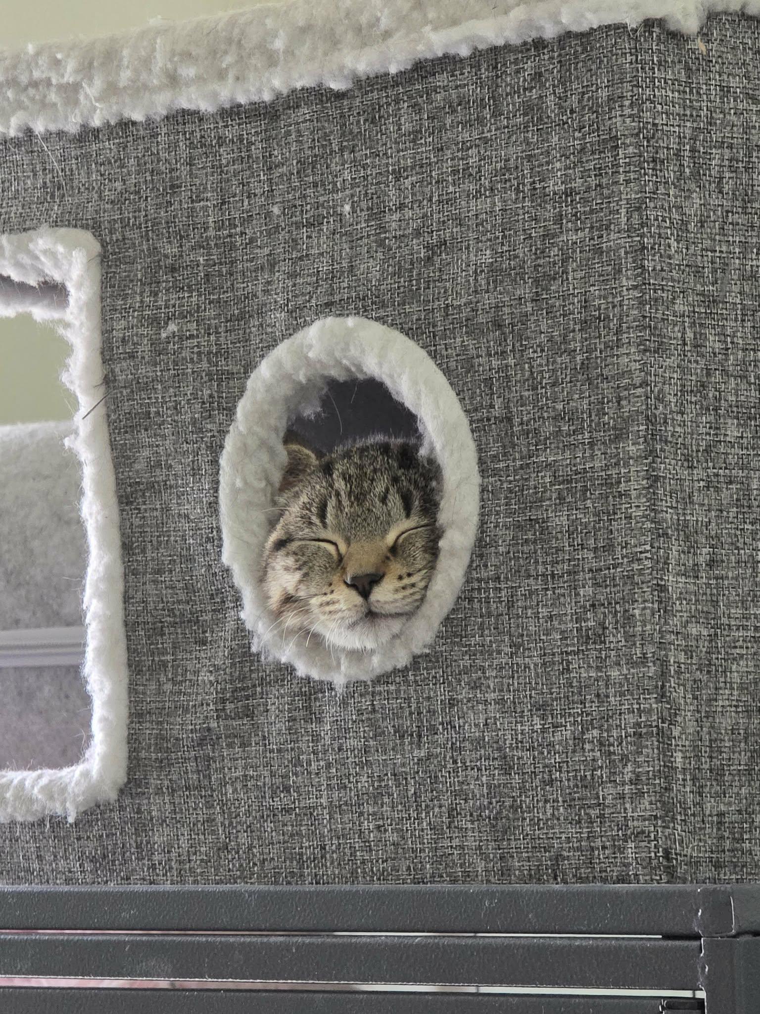 Enlarge Ziva David, a ADOPTABLE Domestic Short Hair in Battle Creek, MI image 3/3