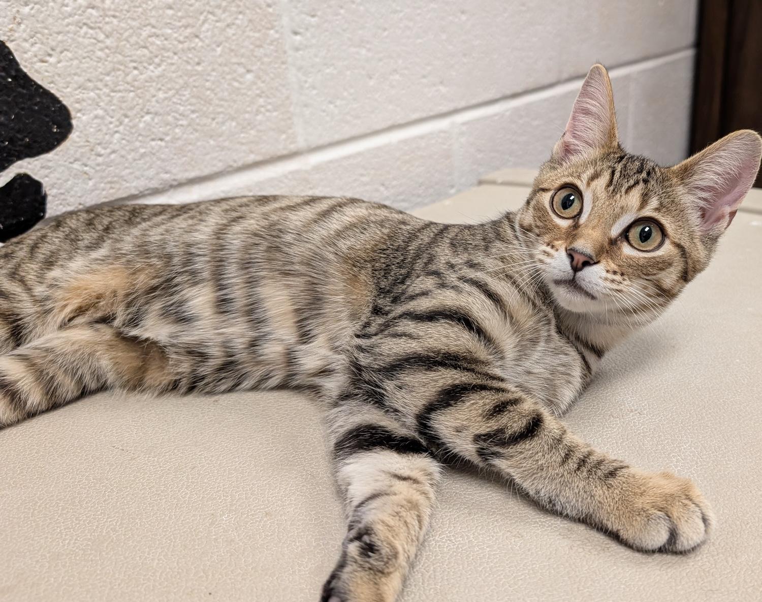 Sienna, Adoptable, Kitten Female Domestic Short Hair.