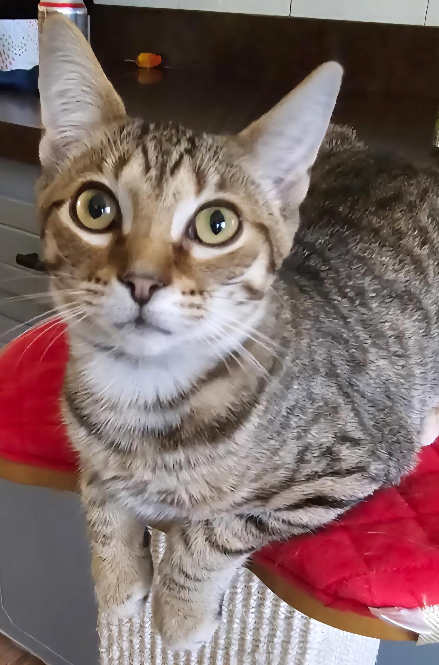 Sienna, a Adoptable Domestic Short Hair in Smithfield, NC image 2/6