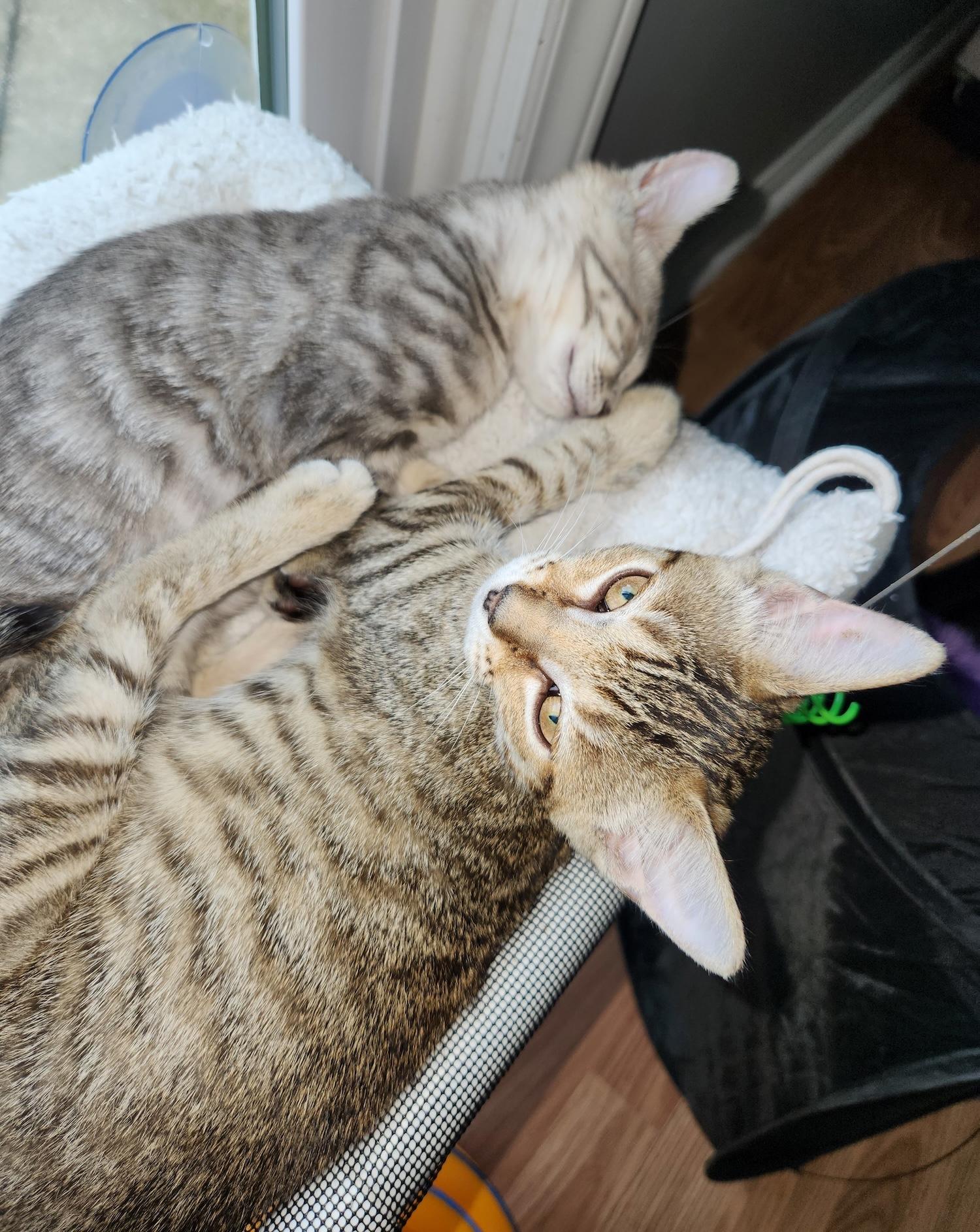 Sienna, a Adoptable Domestic Short Hair in Smithfield, NC image 3/6