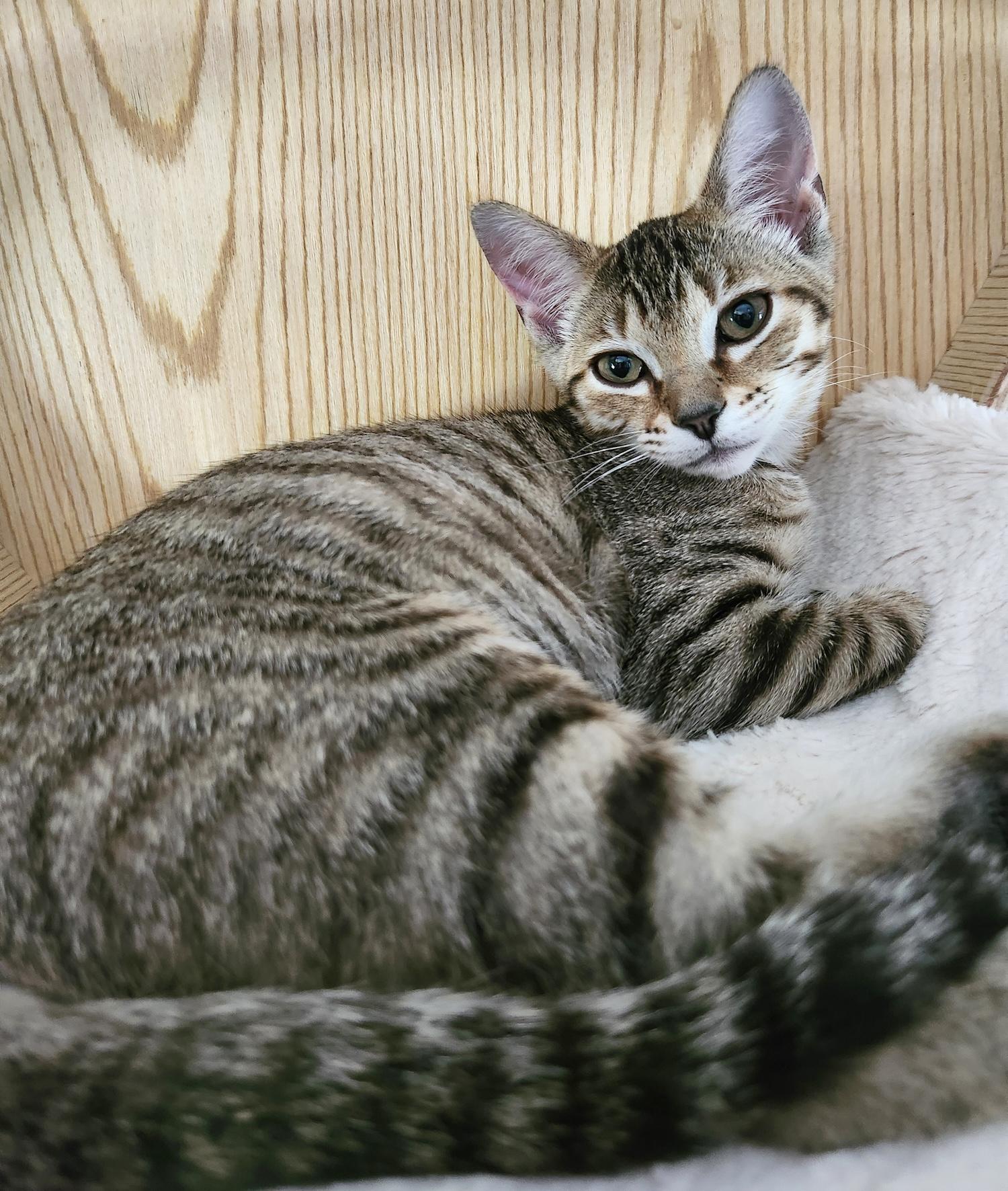 Sienna, a Adoptable Domestic Short Hair in Smithfield, NC image 5/6