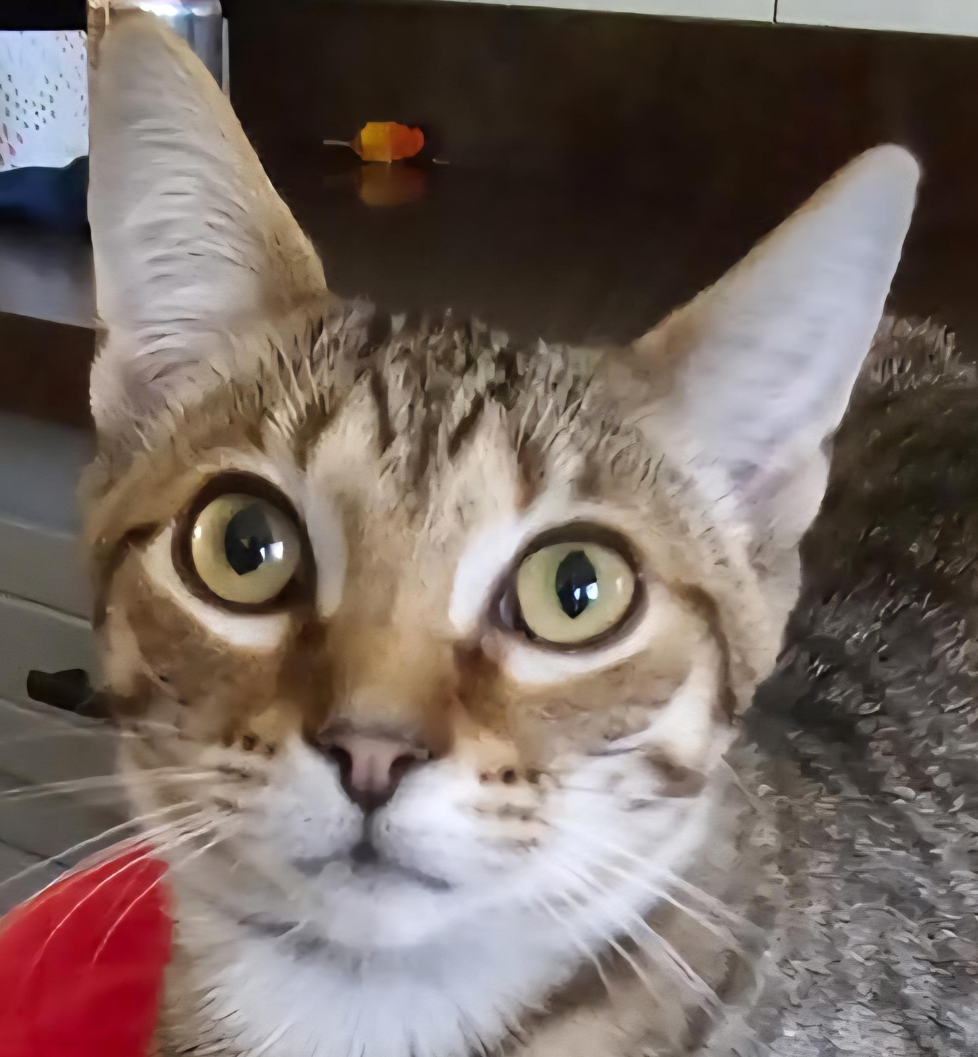 Sienna, a Adoptable Domestic Short Hair in Smithfield, NC image 6/6