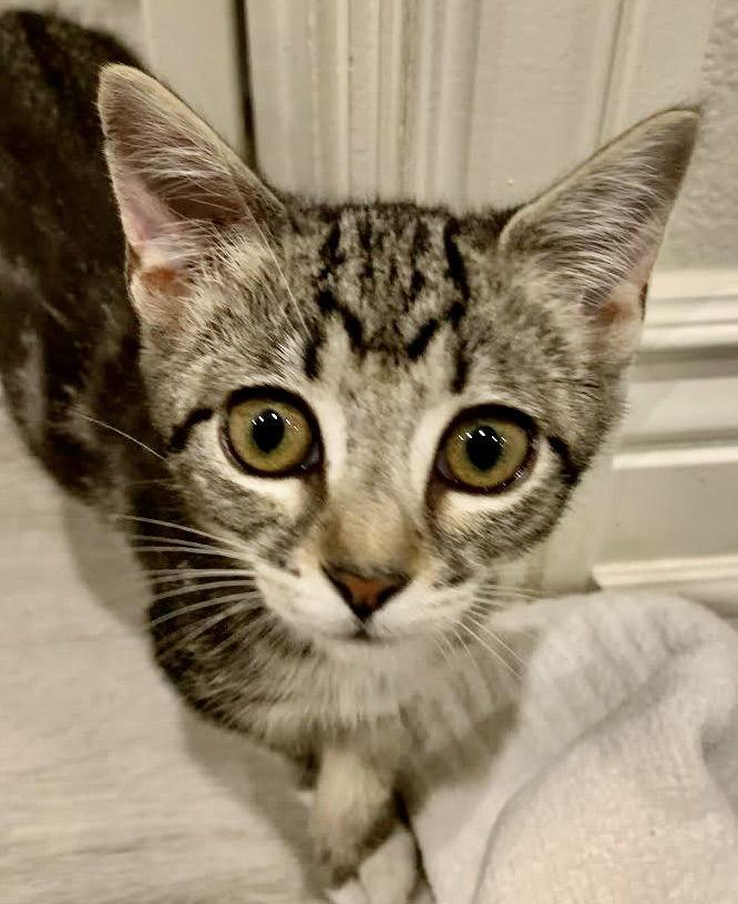 Enlarge Cupcake, a Adoptable Domestic Short Hair in Antioch, CA image 1/1