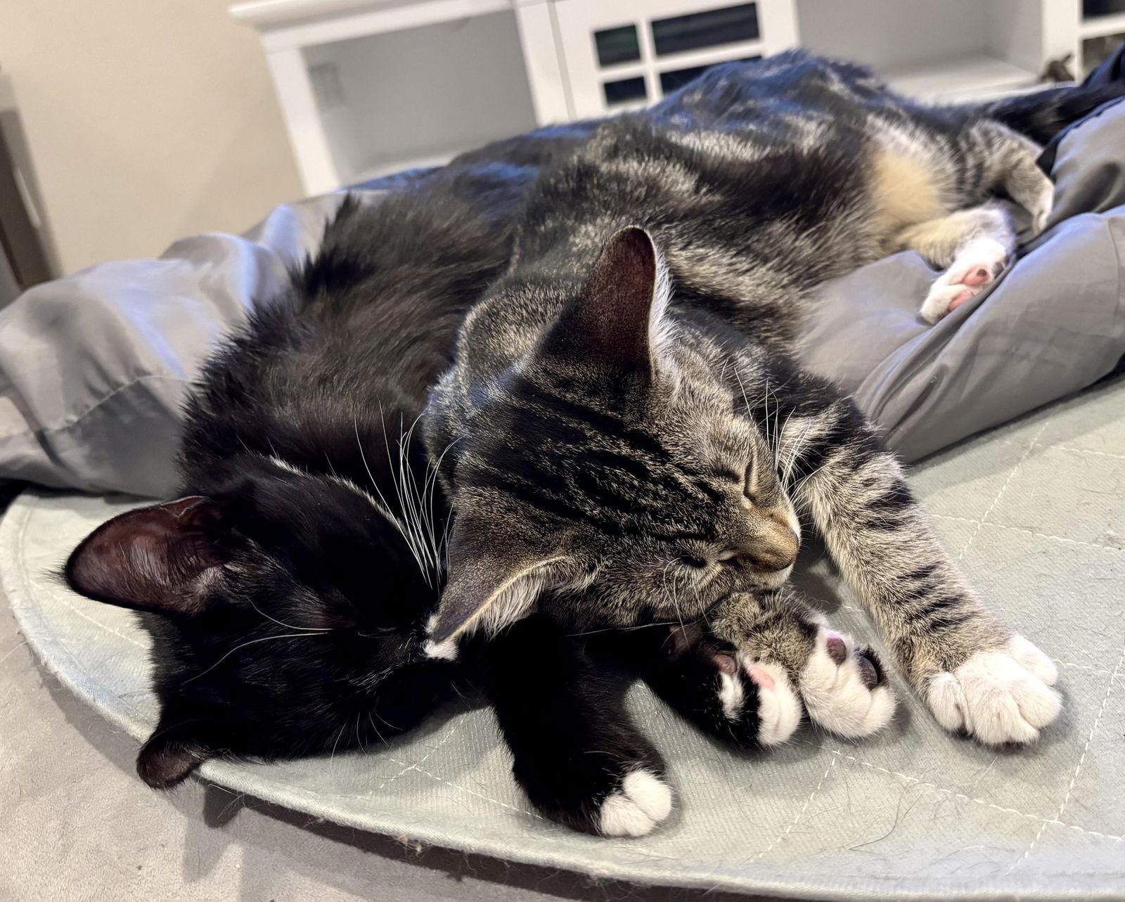 Cupcake, a Adoptable Domestic Short Hair in Antioch, CA image 2/2