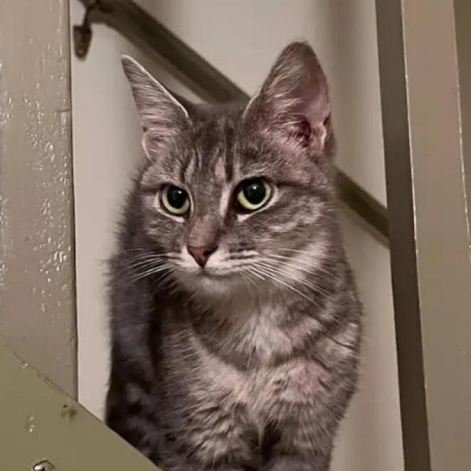 Enlarge Toad, a Adoptable Domestic Short Hair in Lynchburg, VA image 1/1