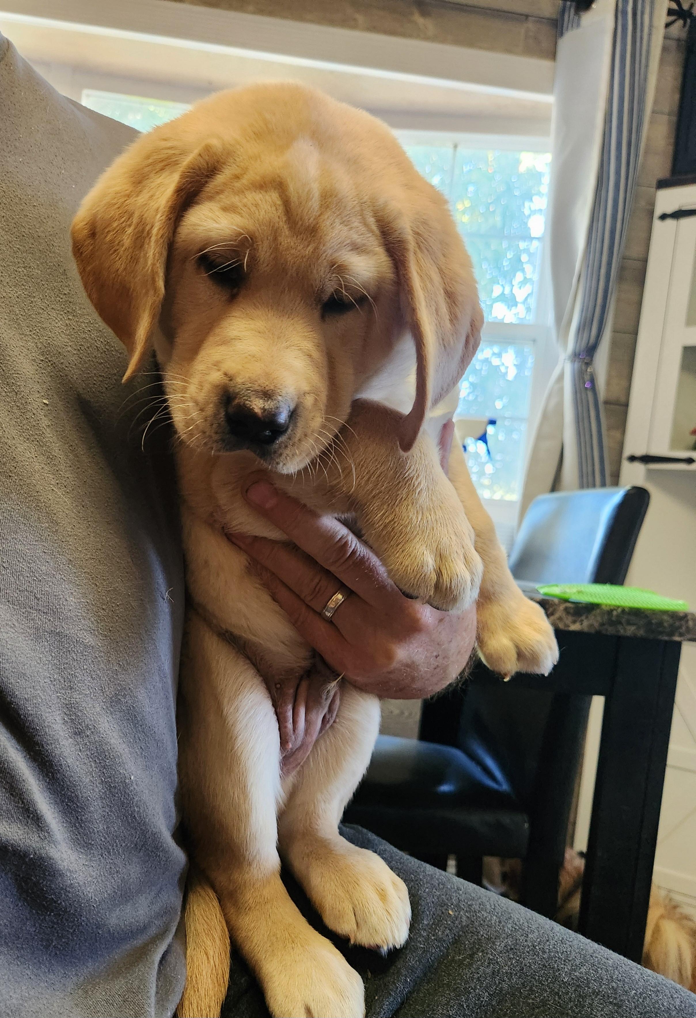 Mabel, Adoptable, Puppy Female Yellow Labrador Retriever.
