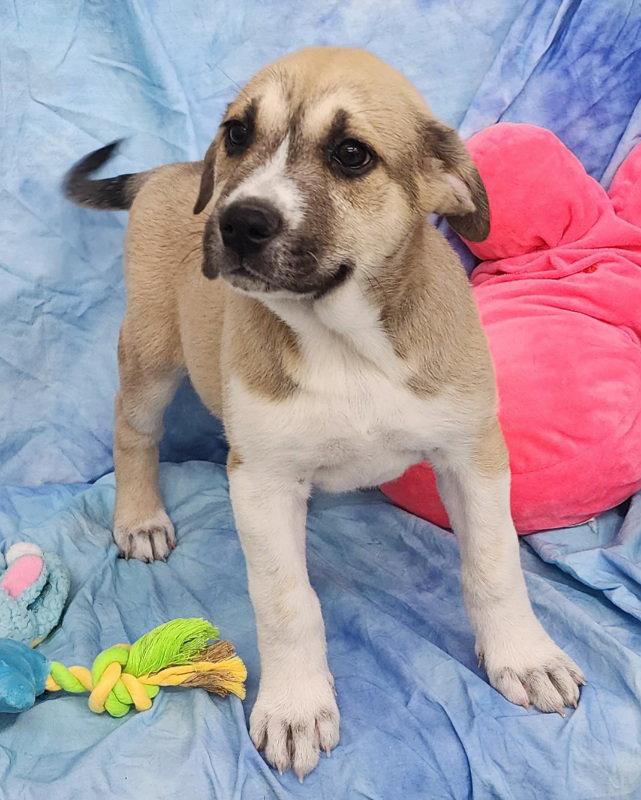 260279  Leo, Adopted, Puppy Male Labrador Retriever & Husky.